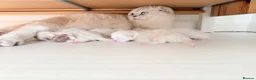 Scottish Fold cats for sale: Four kittens looking for a loving home - Advert 1