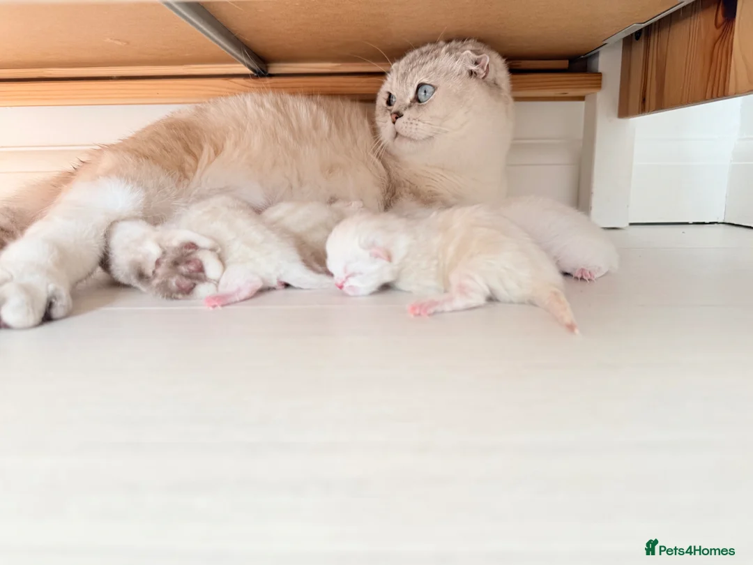 Scottish Fold cats for sale: Four kittens looking for a loving home - Advert 1