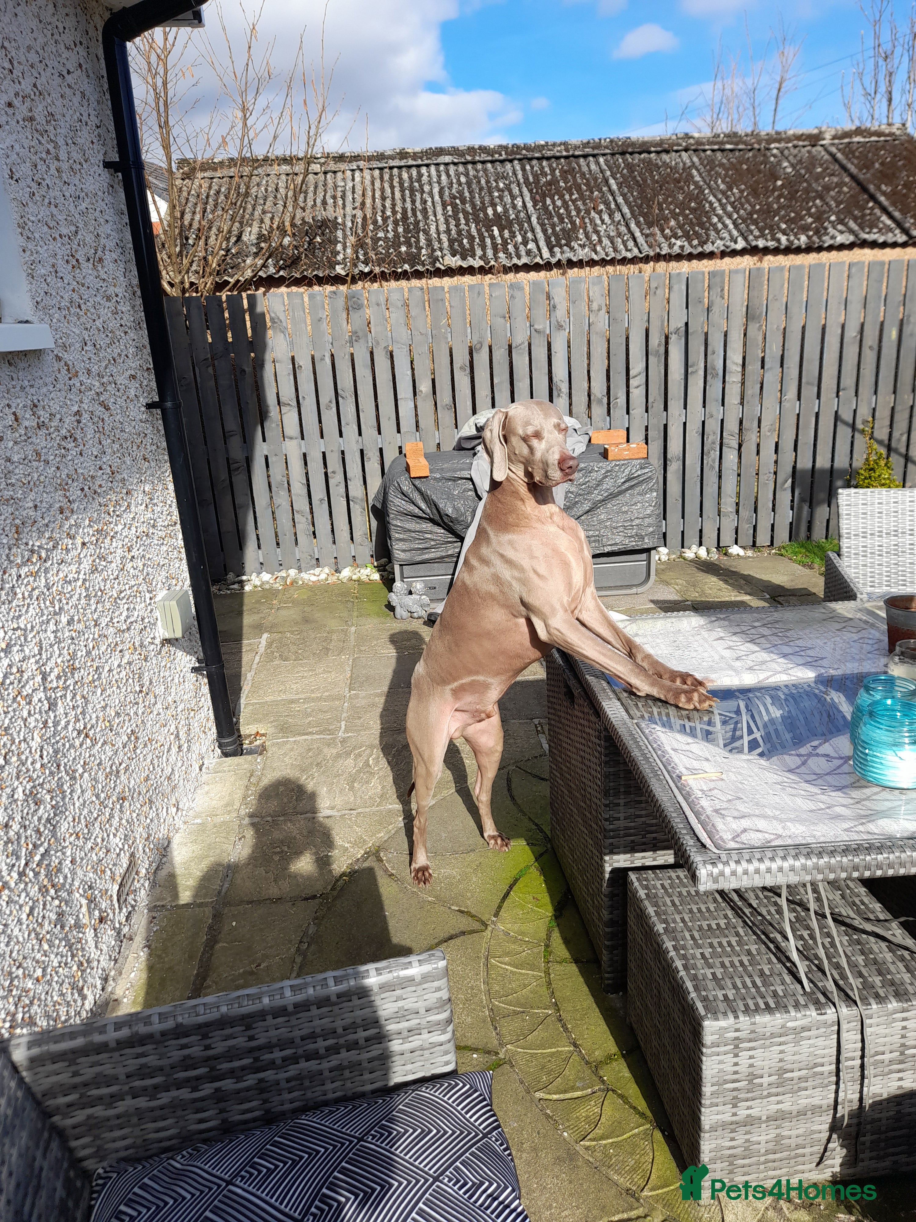 Weimaraner dogs GHOST Silver Weimeraner 4yo Full Ped & Papers  - Advert 1