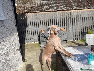 Weimaraner dogs - Advert 5