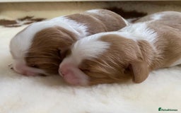 Cavalier King Charles Spaniel dogs for sale: KC Reg. BOYS DNA clear and Health Tested Parens - Image 3