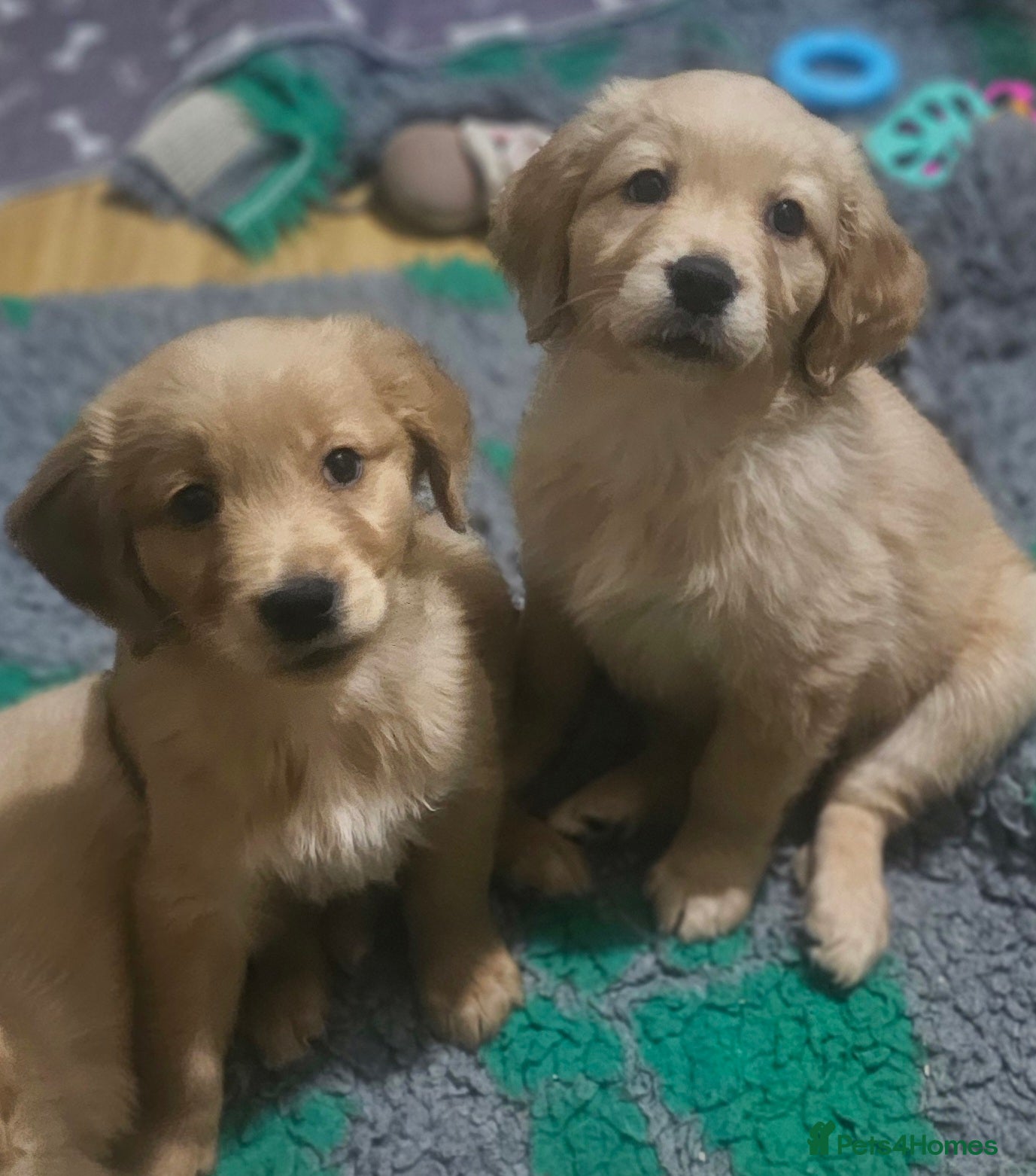 Golden Retriever dogs Excellent puppies gentle calm and intelligent  - Advert 3