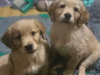 Golden Retriever dogs Excellent puppies gentle calm and intelligent - Advert 3