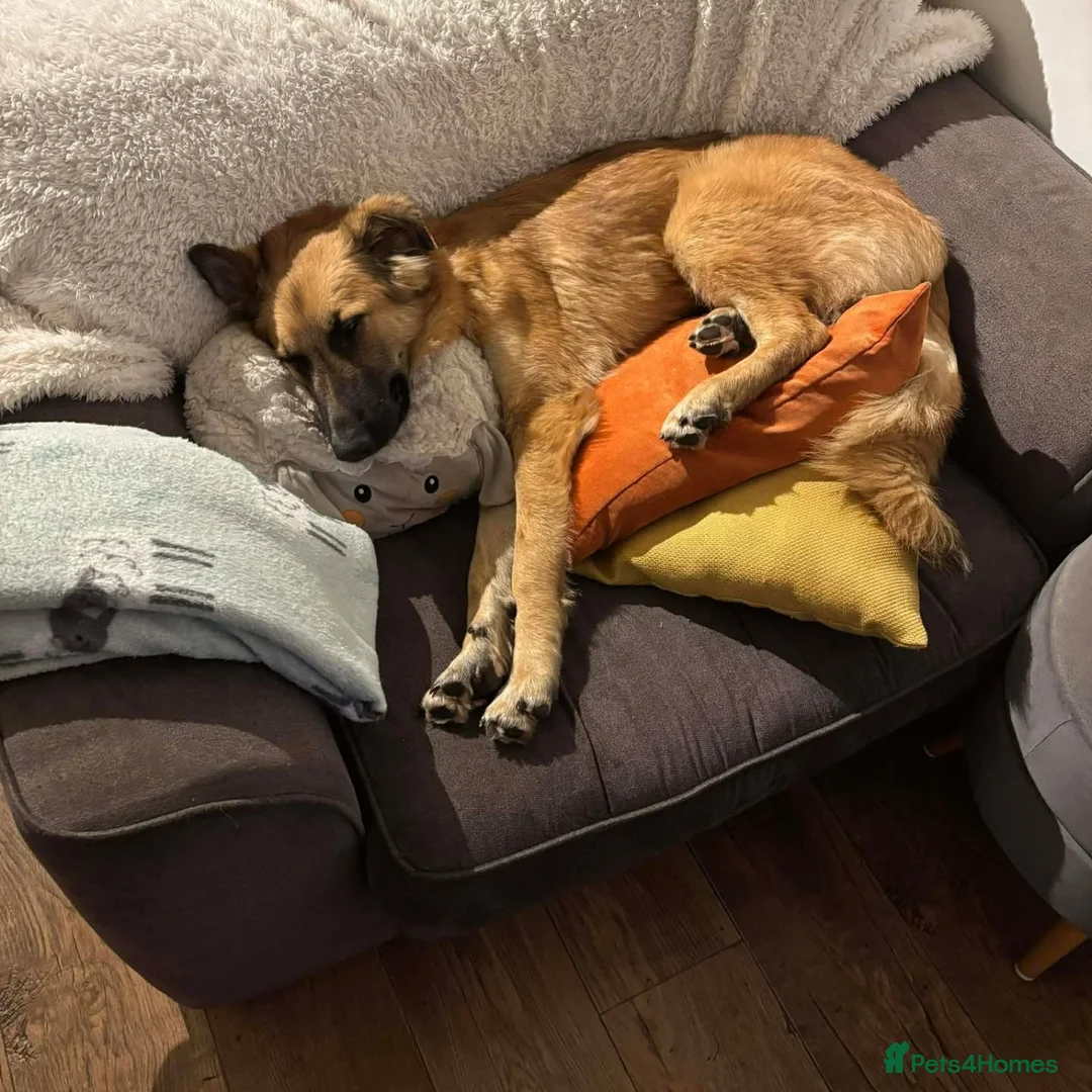 Mixed Breed dogs for adoption: Meet Yara – Our Pretty Girl with a Heart of Gold in Northampton - Advert 8