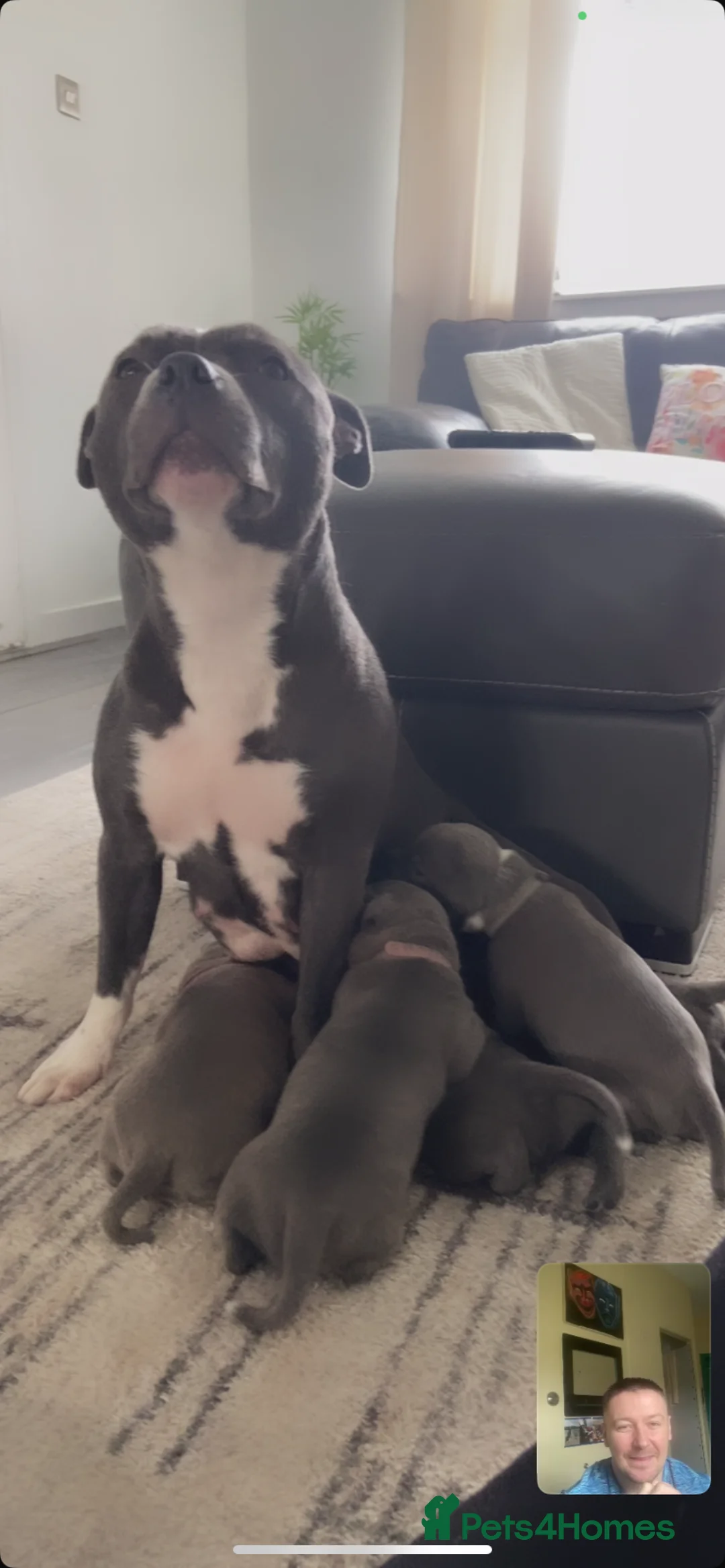 Staffordshire Bull Terrier dogs for sale: Staffordshire Bullterrior Puppies - Advert 1
