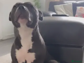 Staffordshire Bull Terrier dogs Staffordshire Bullterrior Puppies - Advert 4