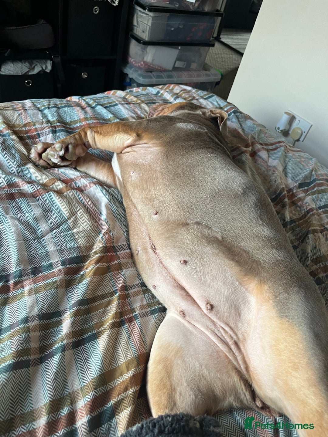 English Bulldog dogs for sale: Bonnie 3 year old British bulldog  - Advert 9