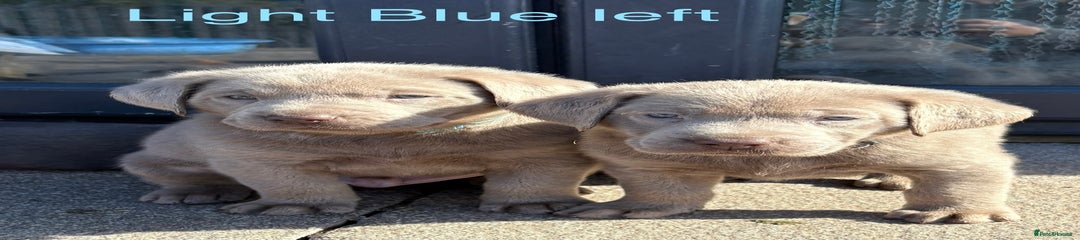 Labrador Retriever Puppy 5