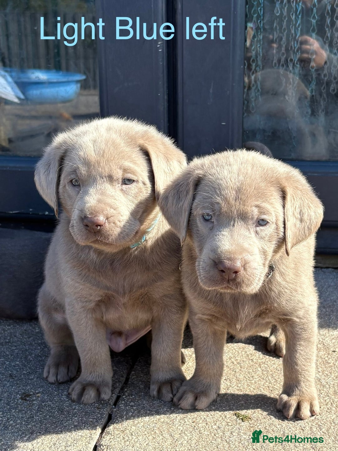 Labrador Retriever dogs for sale: Gorgeous KC Silver & Charcoal Labs - Image 3