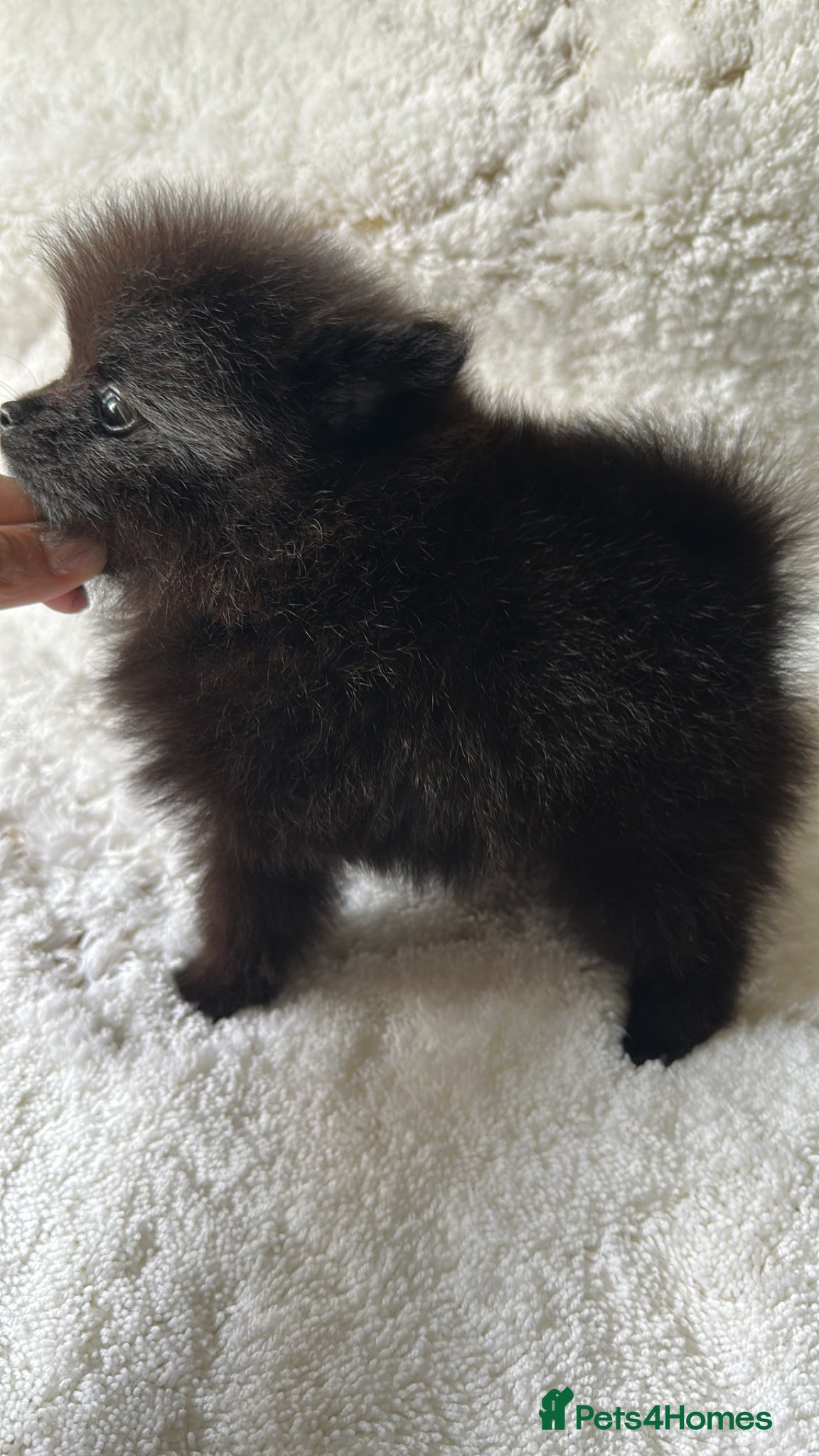 Pomeranian dogs for sale: Russian/Taiwan Pomeranian puppies in Wolverhampton - Advert 12
