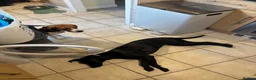 Mixed Breed dogs for sale: Bingo – Whippet x Labrador (Whipador)  in Maidstone - Advert 10