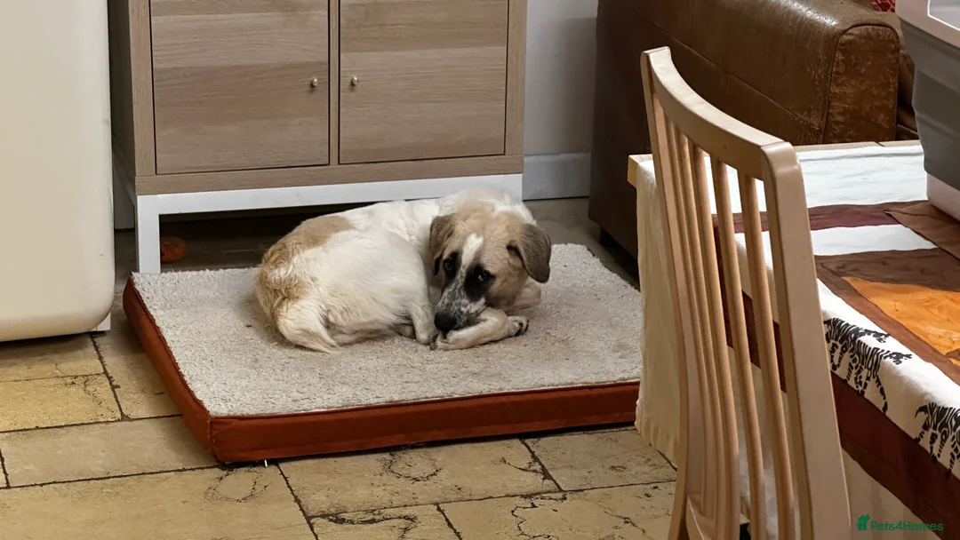 Mixed Breed dogs for adoption: Amara: Beautiful Soul Seeking a Family to Love - Advert 18