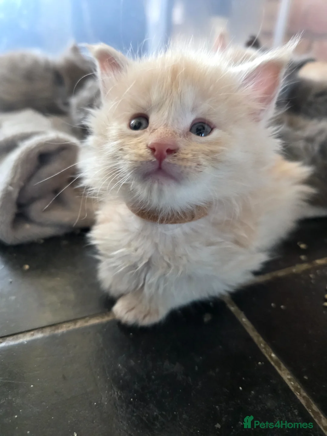 Maine Coon cats for sale: Maine coon pedigree kittens  - Advert 2