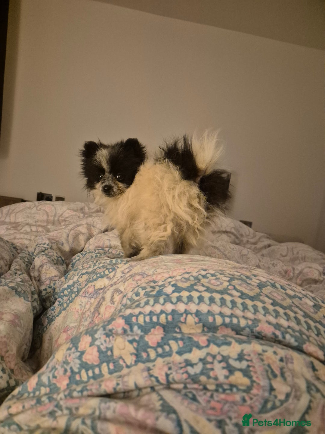 Pomeranian dogs for sale: Mini Pomeranian puppy - Advert 3