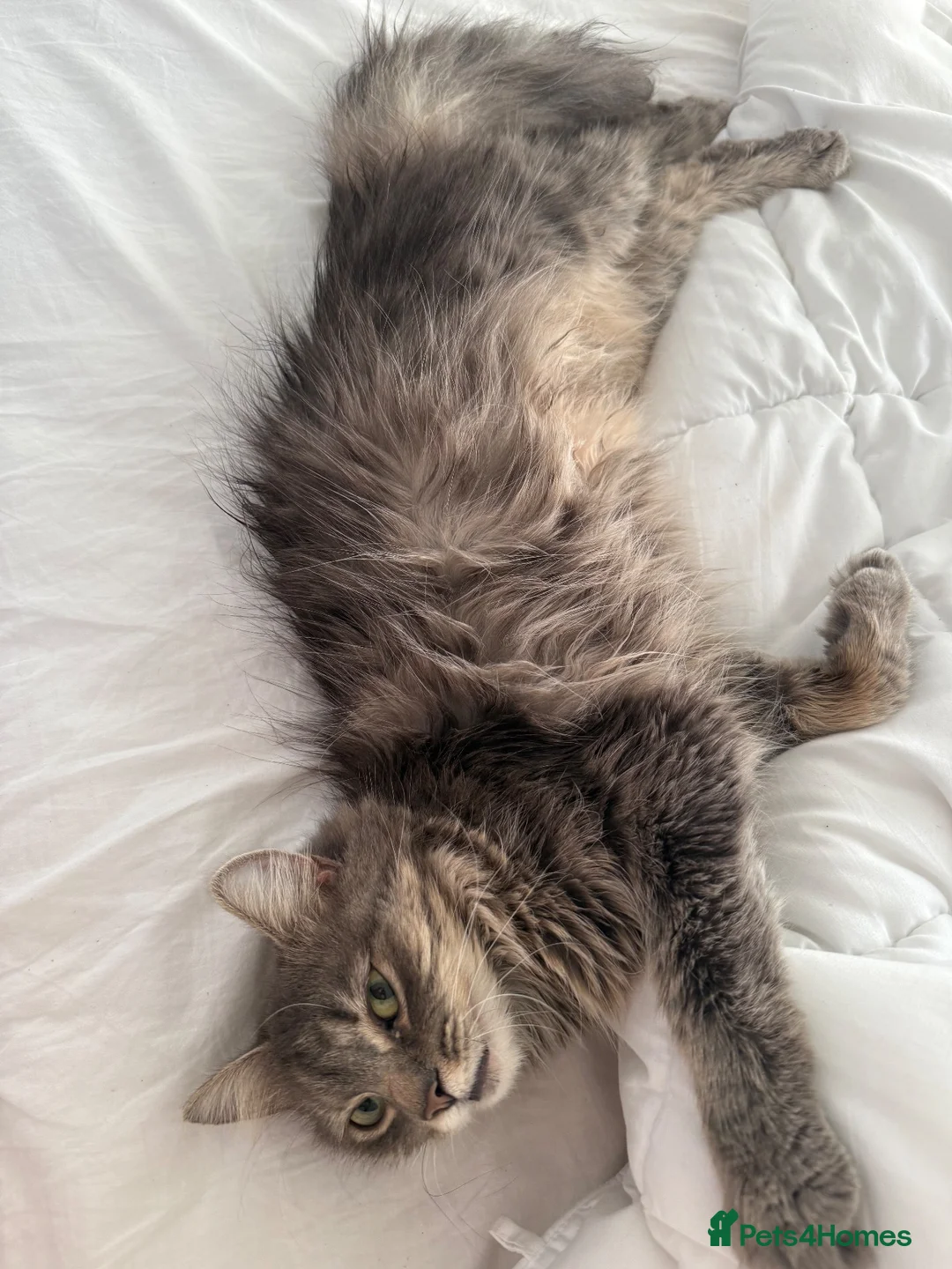 Mixed Breed cats for sale: Fluffy cat  in Southampton - Advert 2