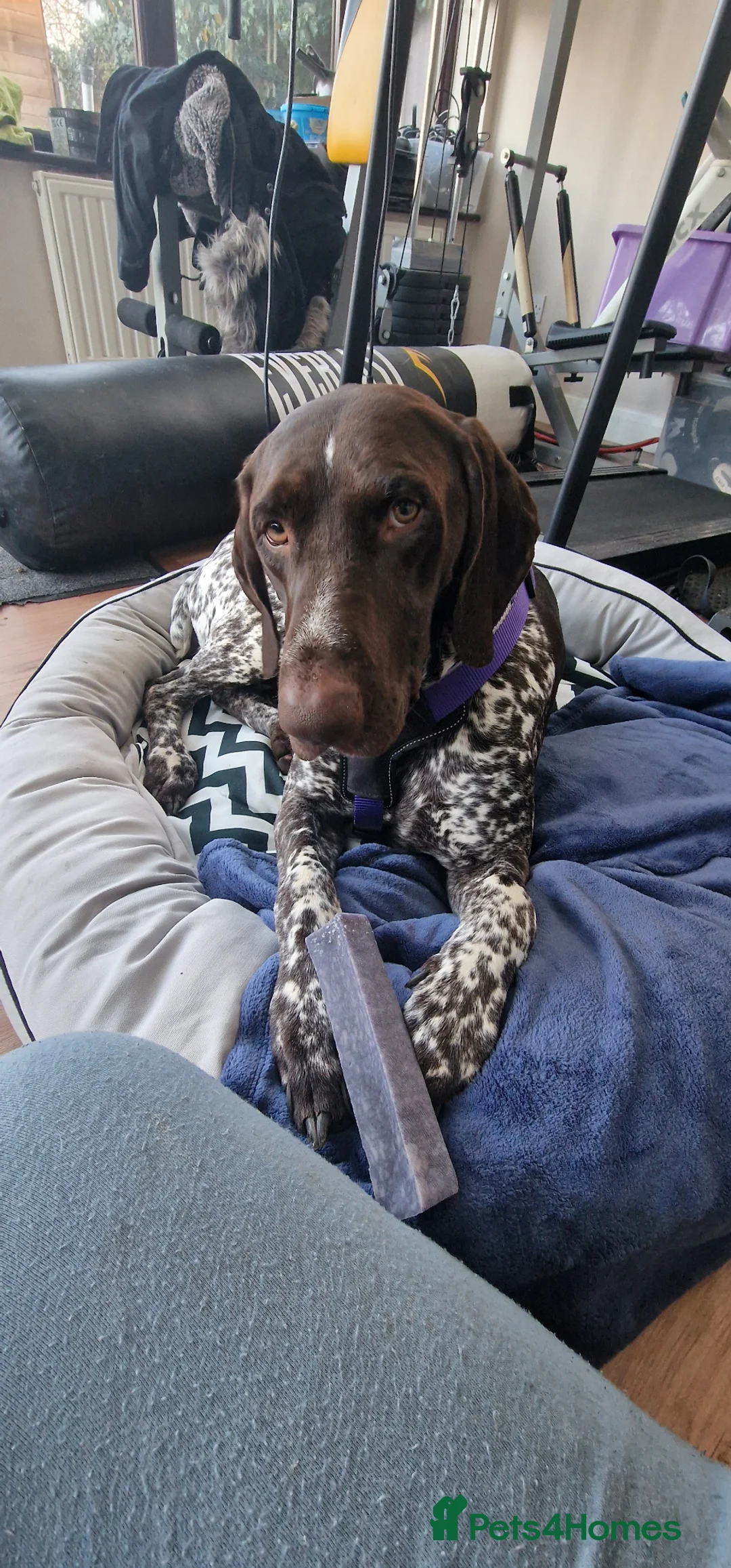 German Shorthaired Pointer dogs for sale: Loving 2 year old male in Stoke-on-Trent - Advert 1