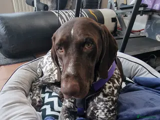 German Shorthaired Pointer dogs Loving 2 year old male - Advert 3