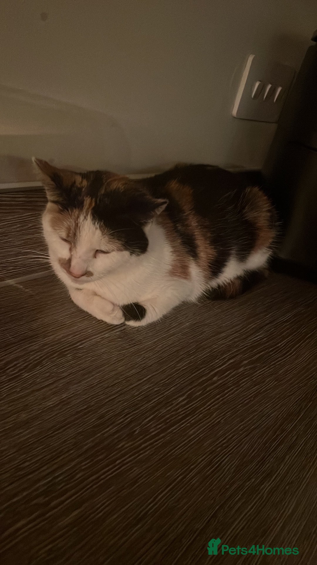 Mixed Breed cats free to good home - Advert 1