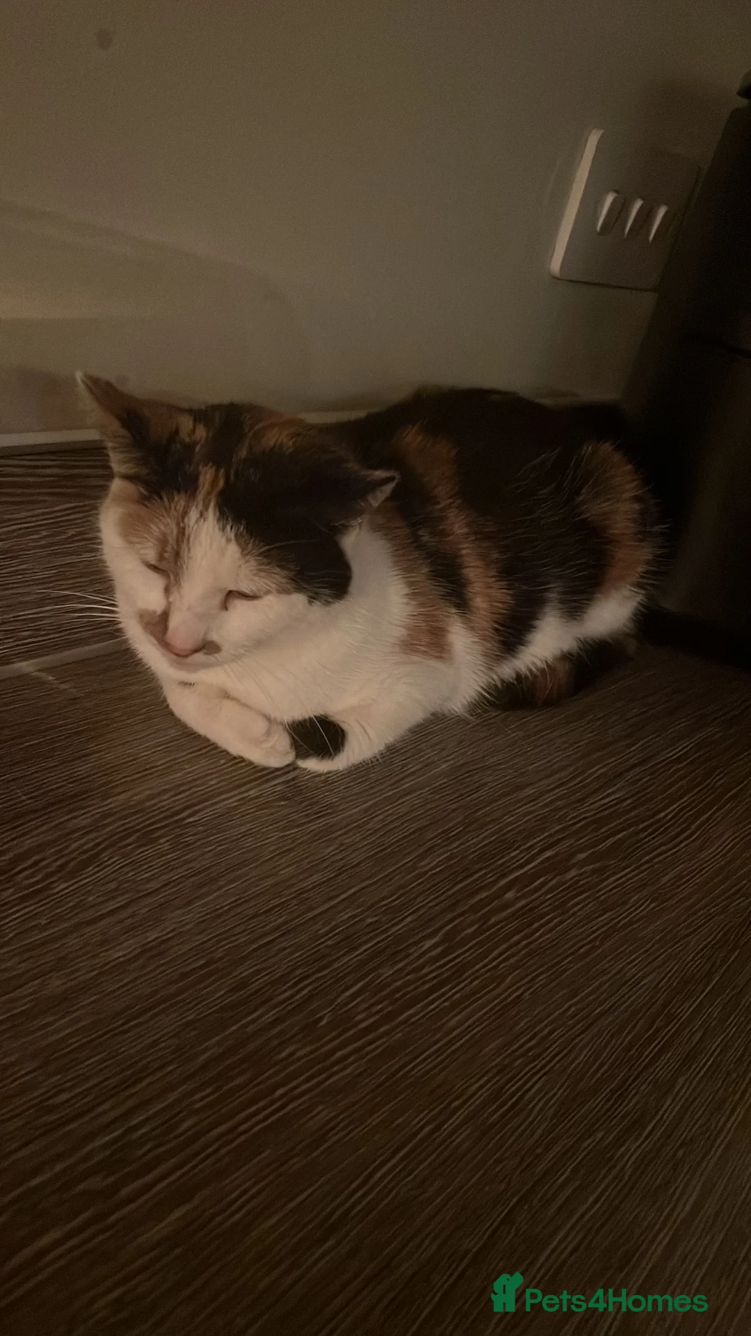 Mixed Breed cats for sale: free to good home in Exeter - Advert 1