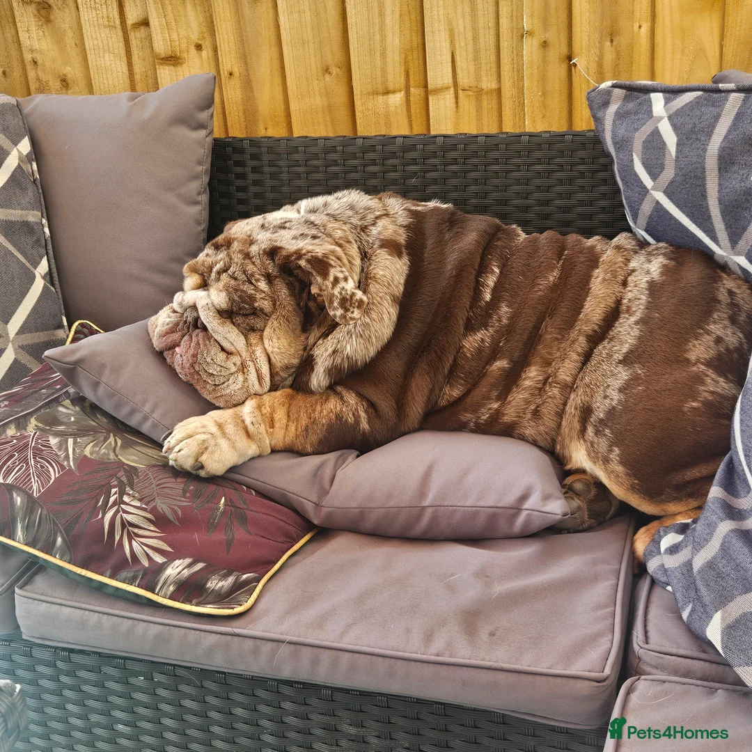 English Bulldog dogs for sale: Stunning Chocolate Merle Female English Bulldog - Advert 8