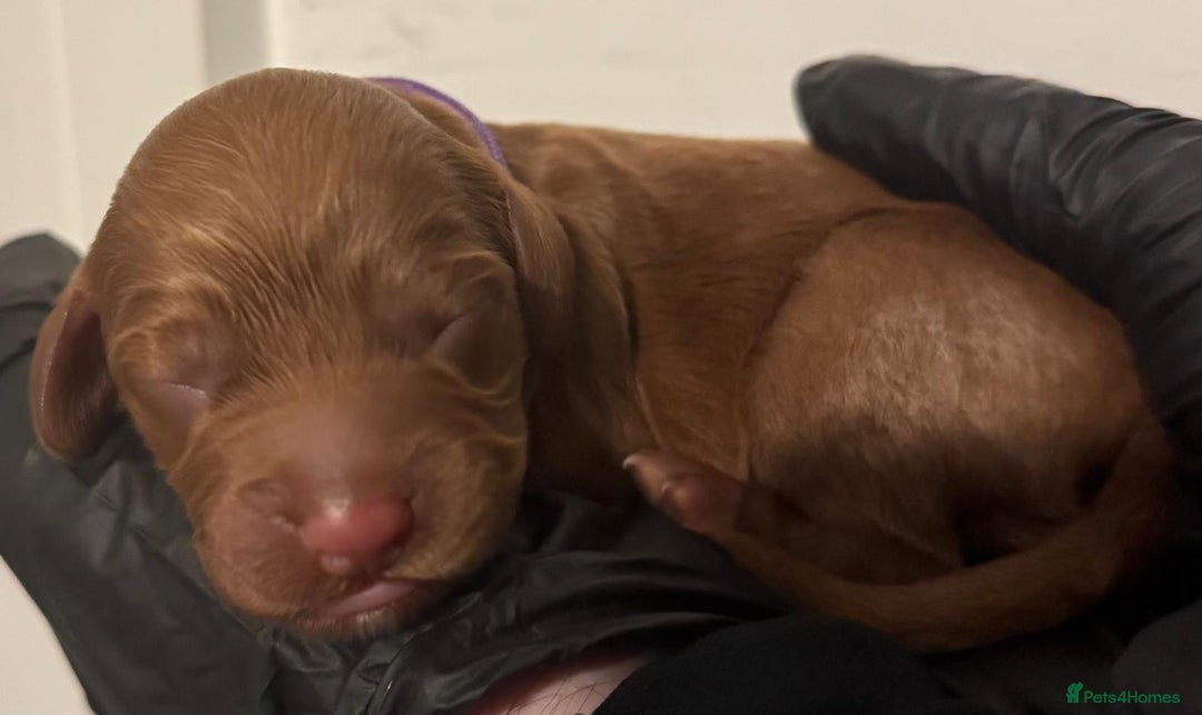 Cockapoo dogs for sale: 🐾 Beautiful Red Cockapoo Puppies 🐾 - Advert 15