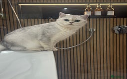 British Shorthair cats for sale: Beautiful BSH Silver Tipped female cat - Image 7