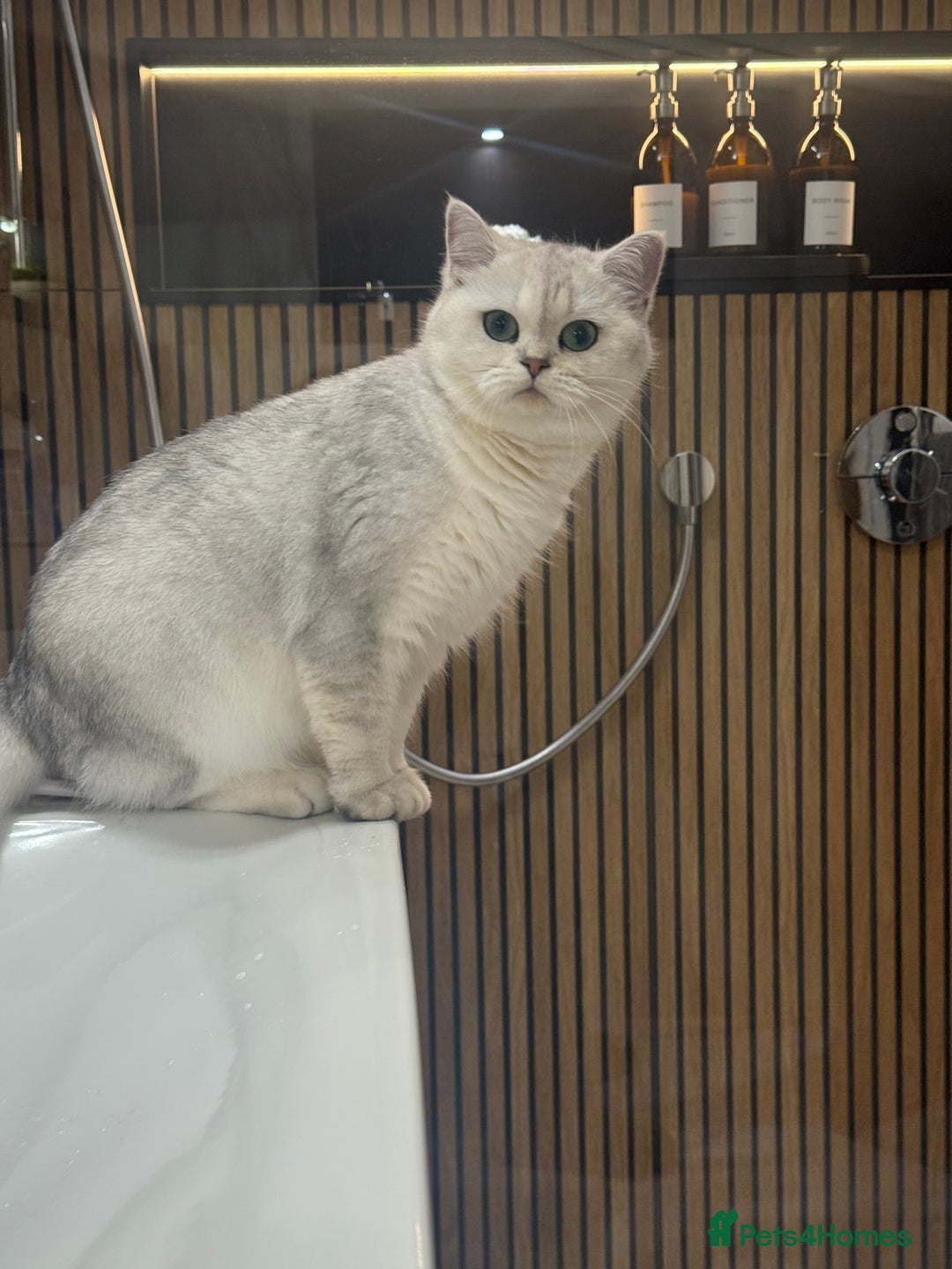 British Shorthair cats for sale: Beautiful BSH Silver Tipped female cat - Image 7