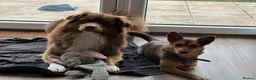 Mixed Breed dogs for adoption: ❤️🐶 RUBAH – PROFESSIONAL CUDDLE COLLECTOR in Ely - Advert 25