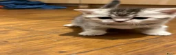 Scottish Fold cats for sale: Beautiful Scottish Fold Kittens — for Loving Homes - Advert 8