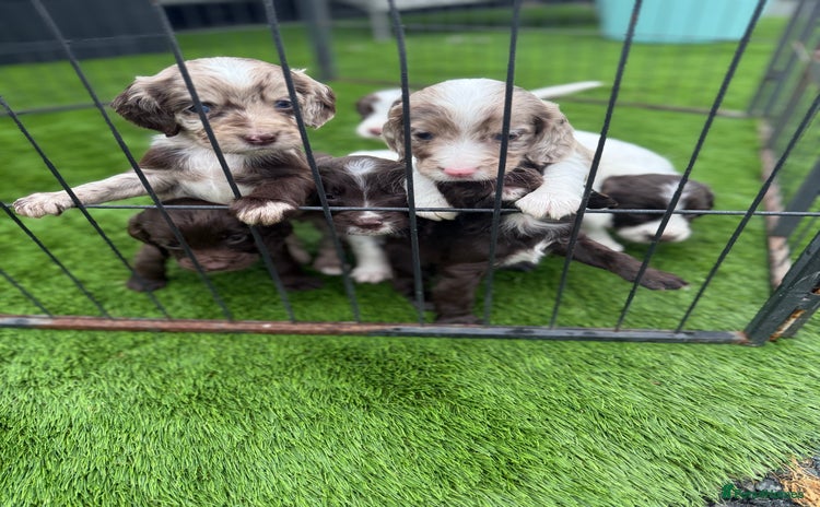 Cocker Spaniel dogs - Advert 2