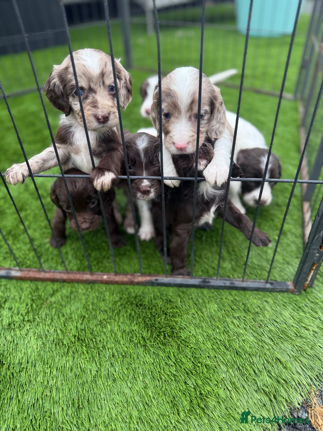 Cocker Spaniel dogs for sale: English cocker spaniel puppies - Image 1
