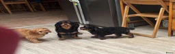 Cavapoo dogs for sale: F1 Cavapoo Puppies in Denbigh - Advert 8