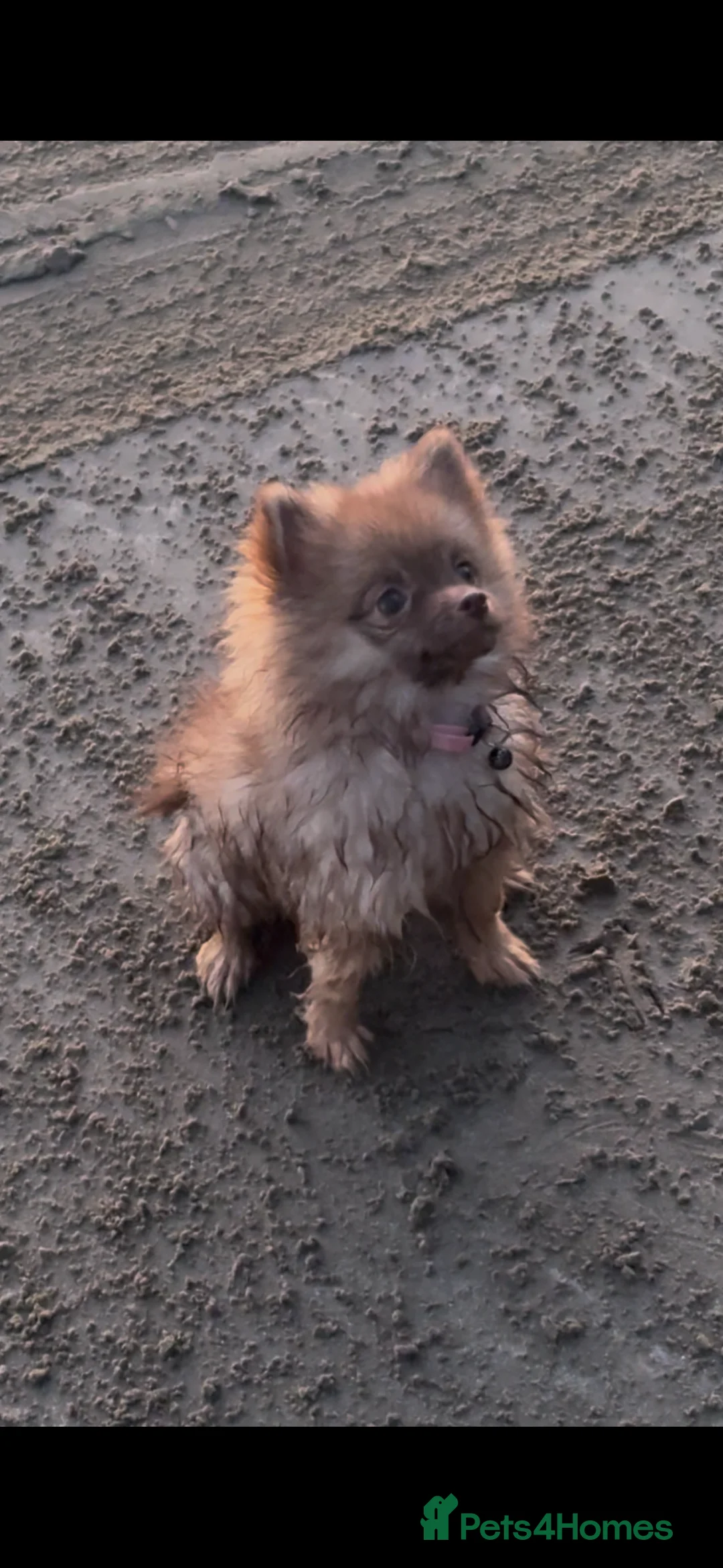 Pomeranian dogs for sale: Beautiful Pomeranian puppy-Girl-Loving Home Wanted - Advert 5