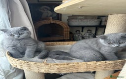British Shorthair cats for sale: British Shorthair GCCF Registered Kittens  - Image 4