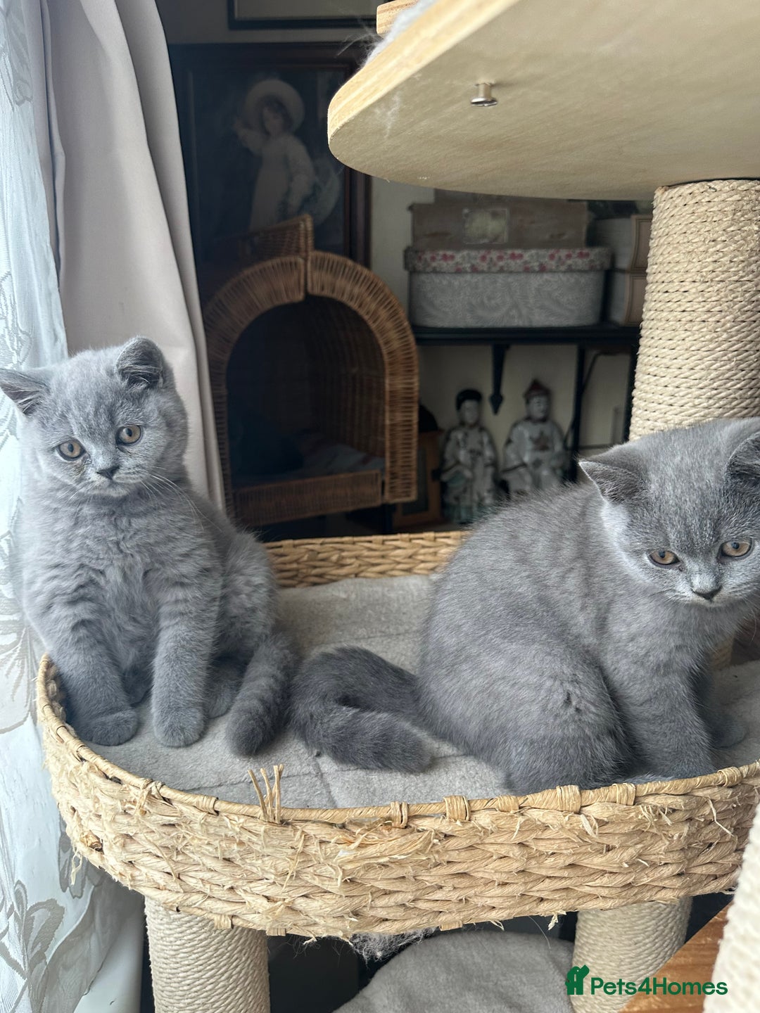 British Shorthair cats for sale: British Shorthair GCCF Registered Kittens  - Image 4