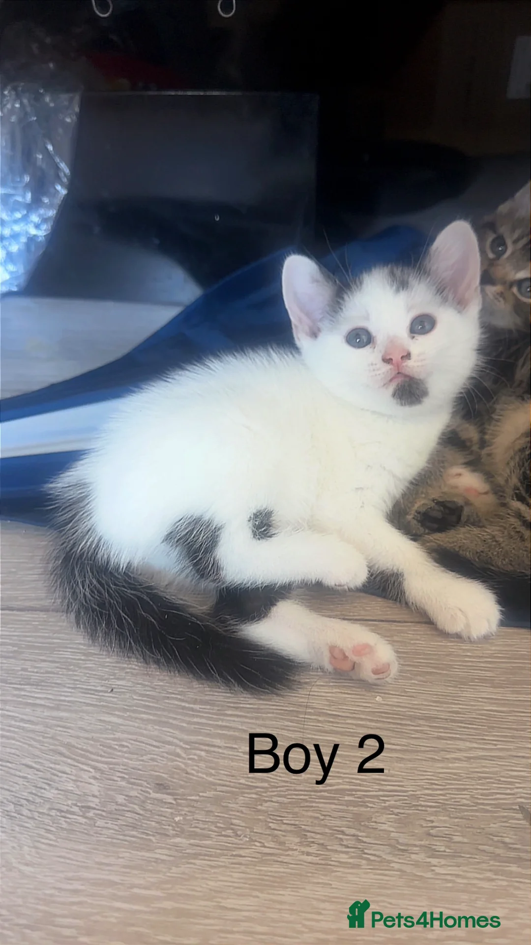 Mixed Breed cats for sale: Mix breed kittens  in London - Advert 2