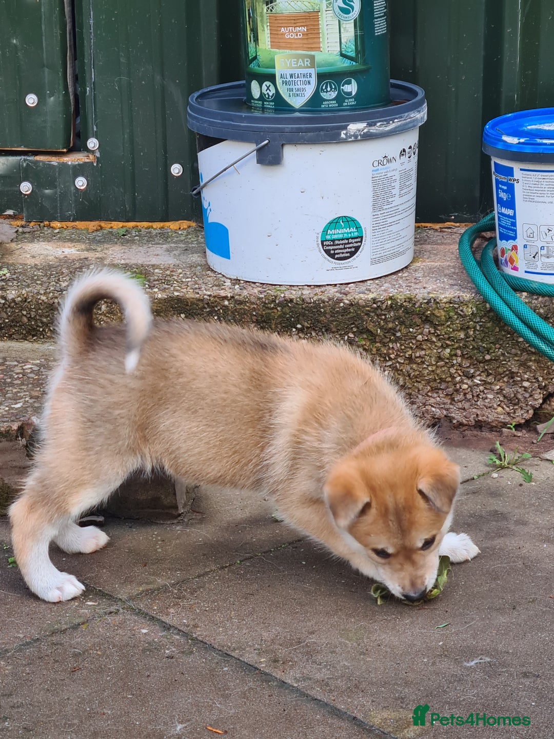 Mixed Breed dogs for sale: Czech Wolfdog × Akita/Malamute Puppies - Advert 21