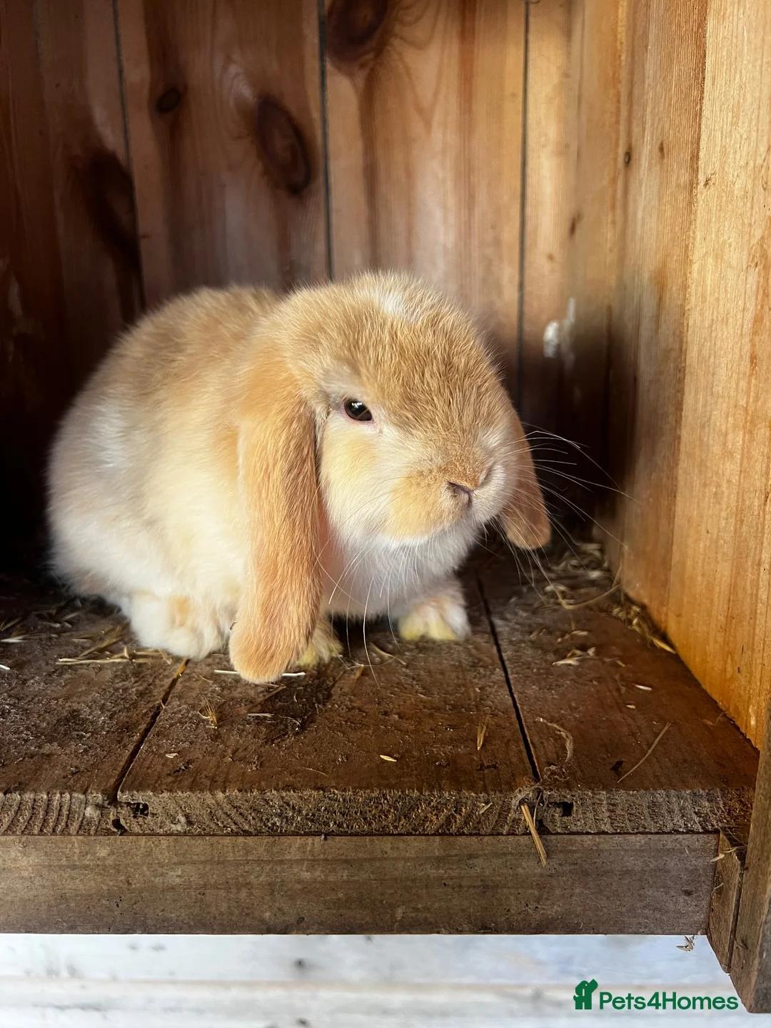 Mini Lop rabbits for sale: Mini lop babies ready now  - Advert 1