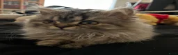 Mixed Breed cats for sale: Beautiful Persian ragdoll mixed babies.  - Advert 16