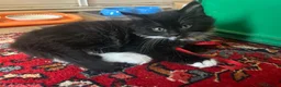 Mixed Breed cats for sale: Four kittens looking for good homes! in Edinburgh - Advert 15