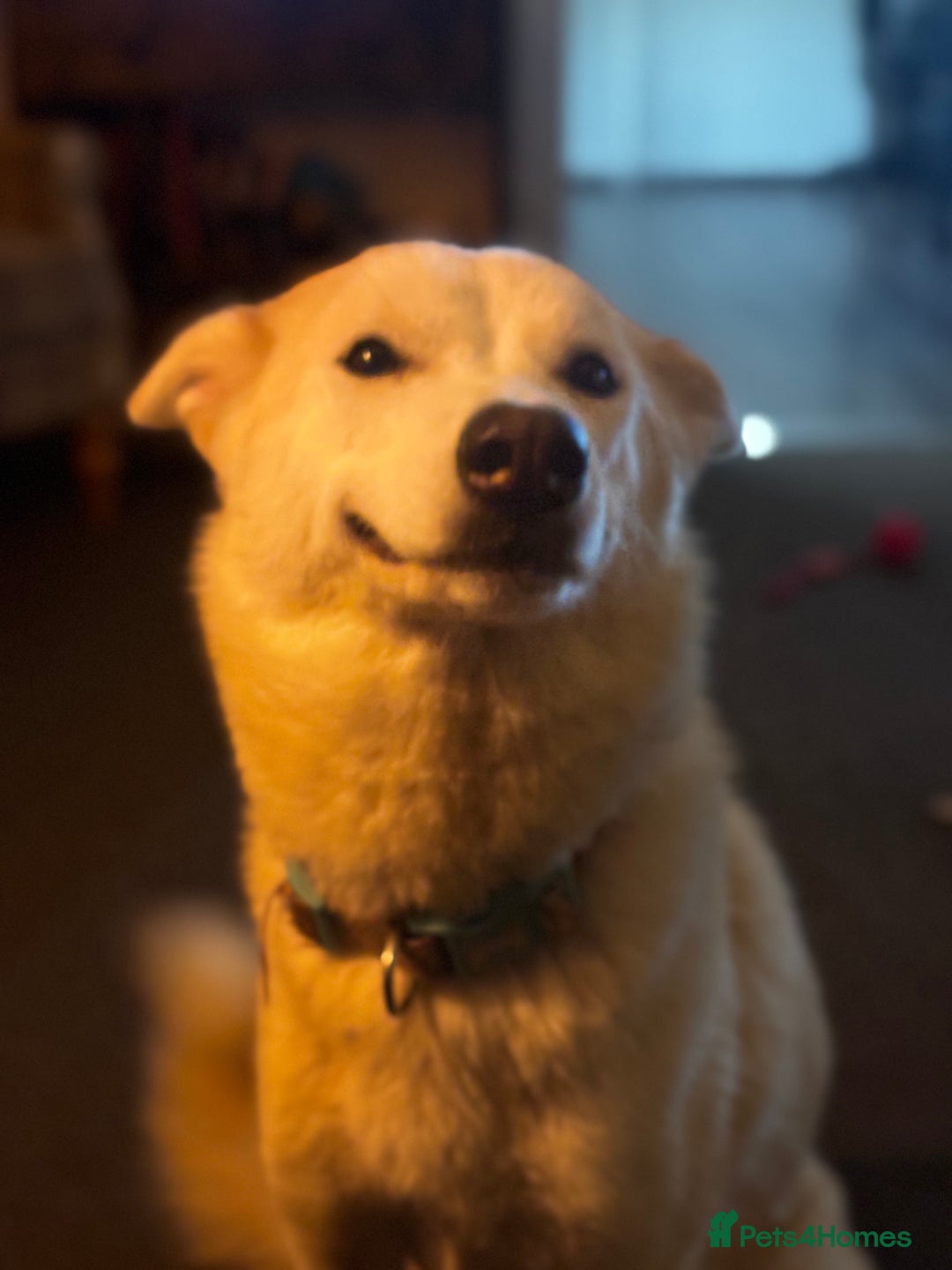 Siberian Husky dogs for sale: Husky and cocker spaniel  - Image 4