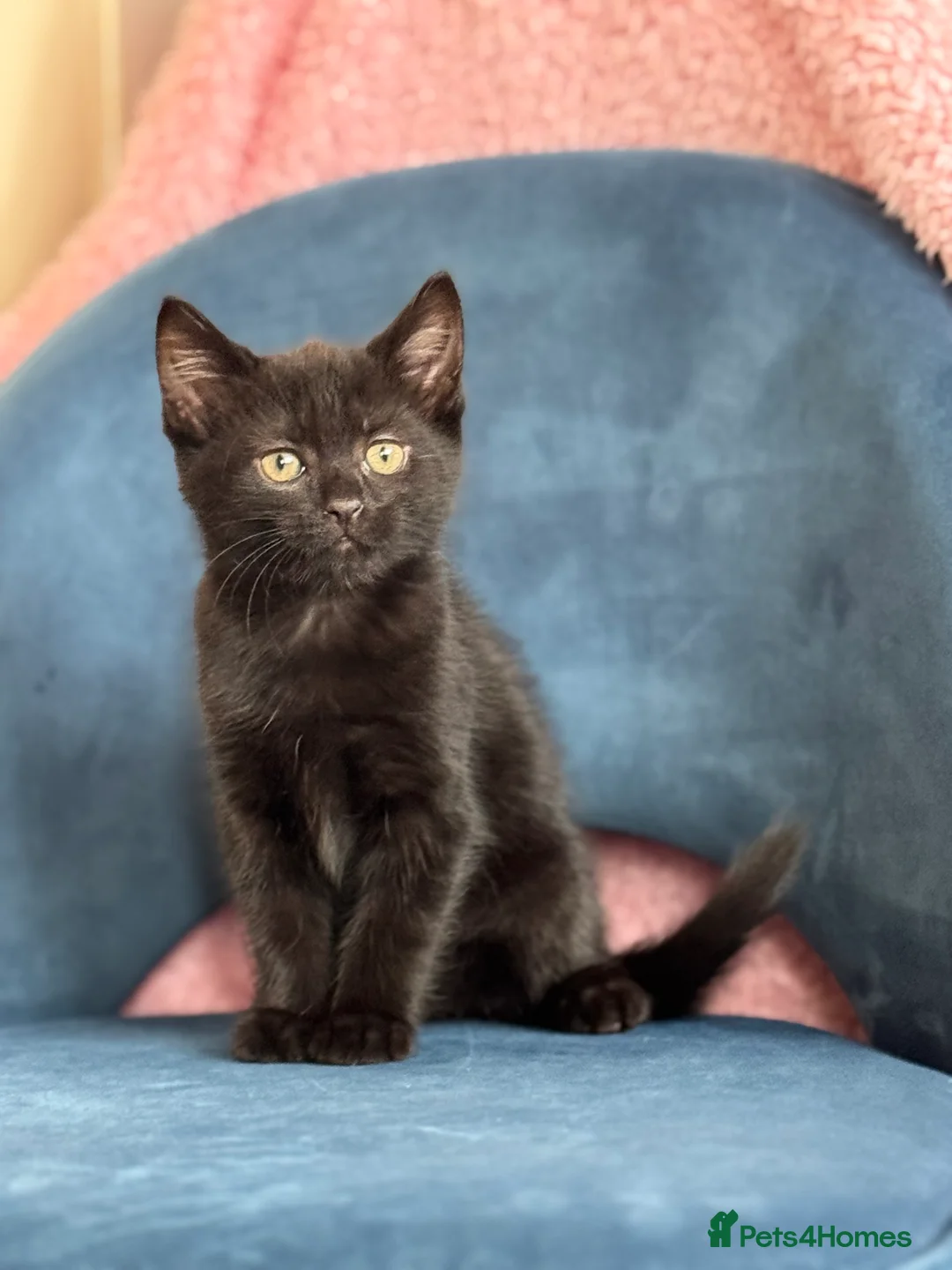Mixed Breed cats for sale: * 7 BEAUTIFUL KITTENS * 4 FEMALE AND 3 MALE * - Advert 2