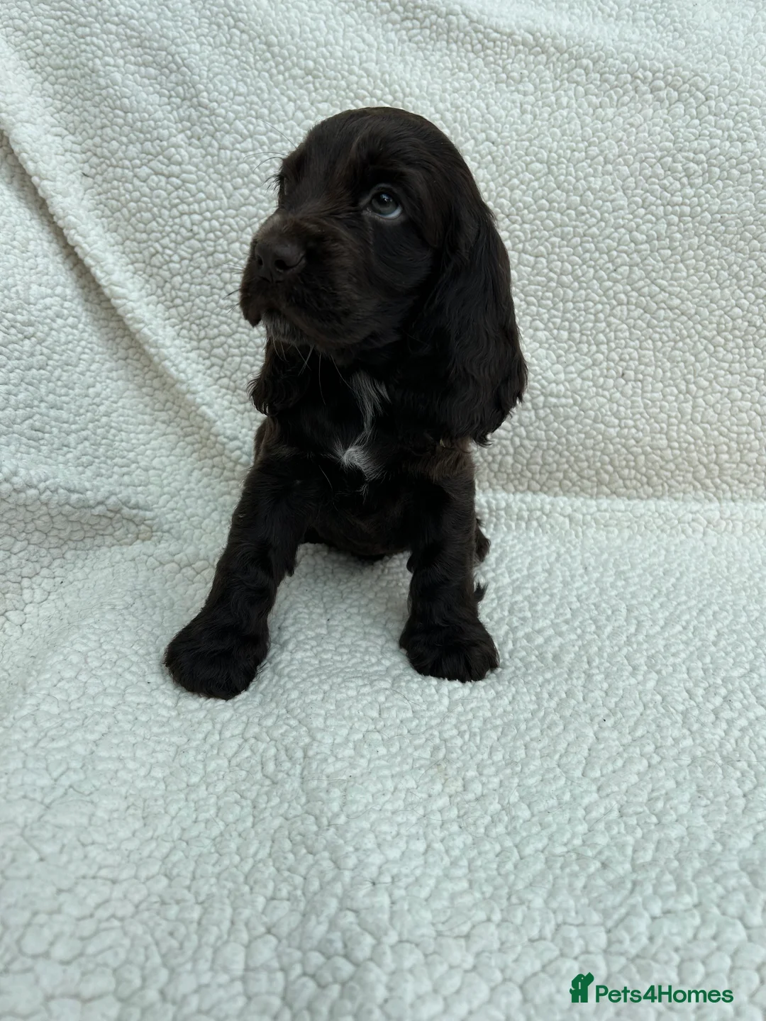 Cocker Spaniel dogs for sale: KC Reg Show Cocker Spaniels  - Advert 9