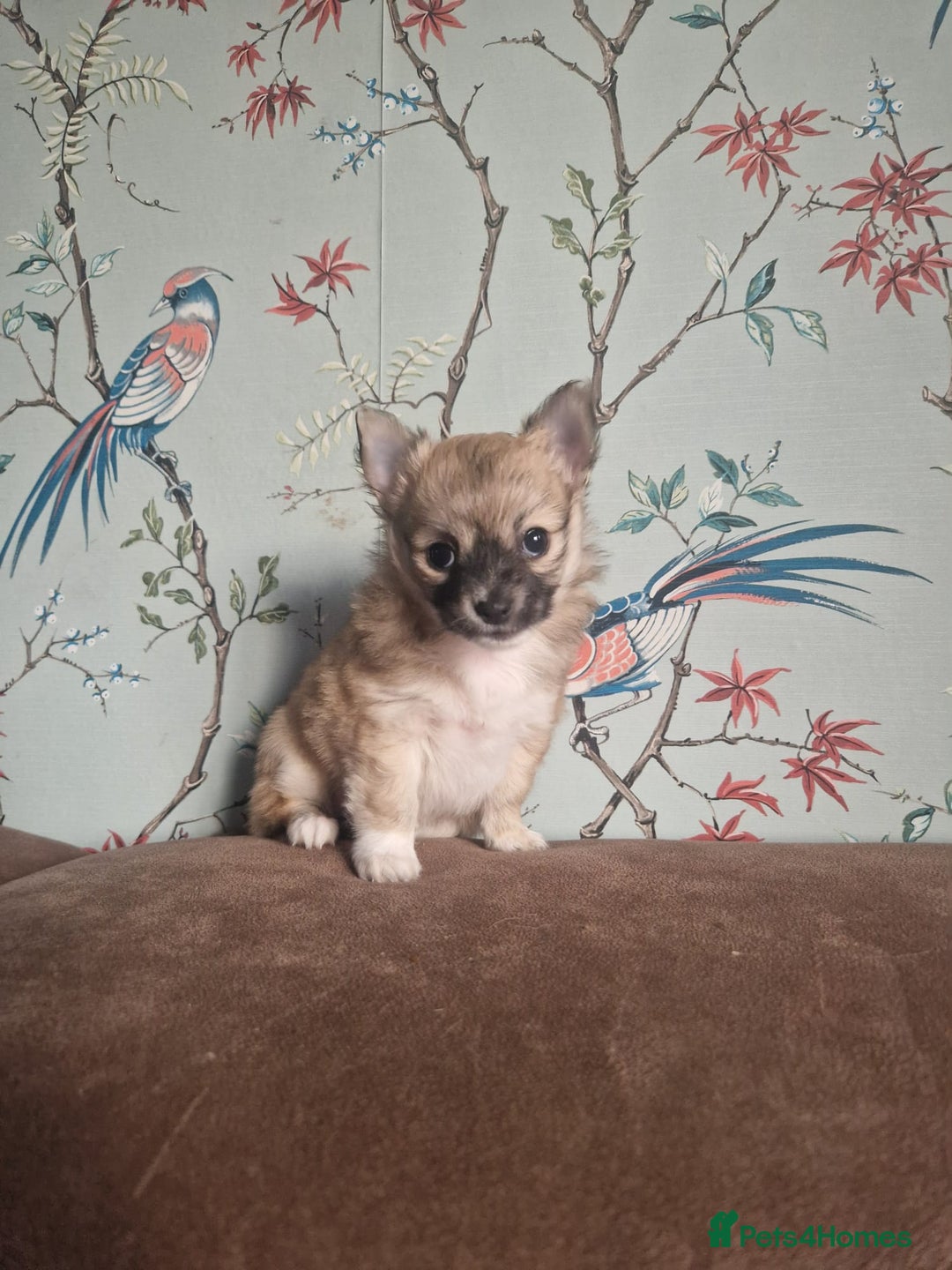 Chihuahua dogs for sale: Beautiful chihuahua girl - Advert 4