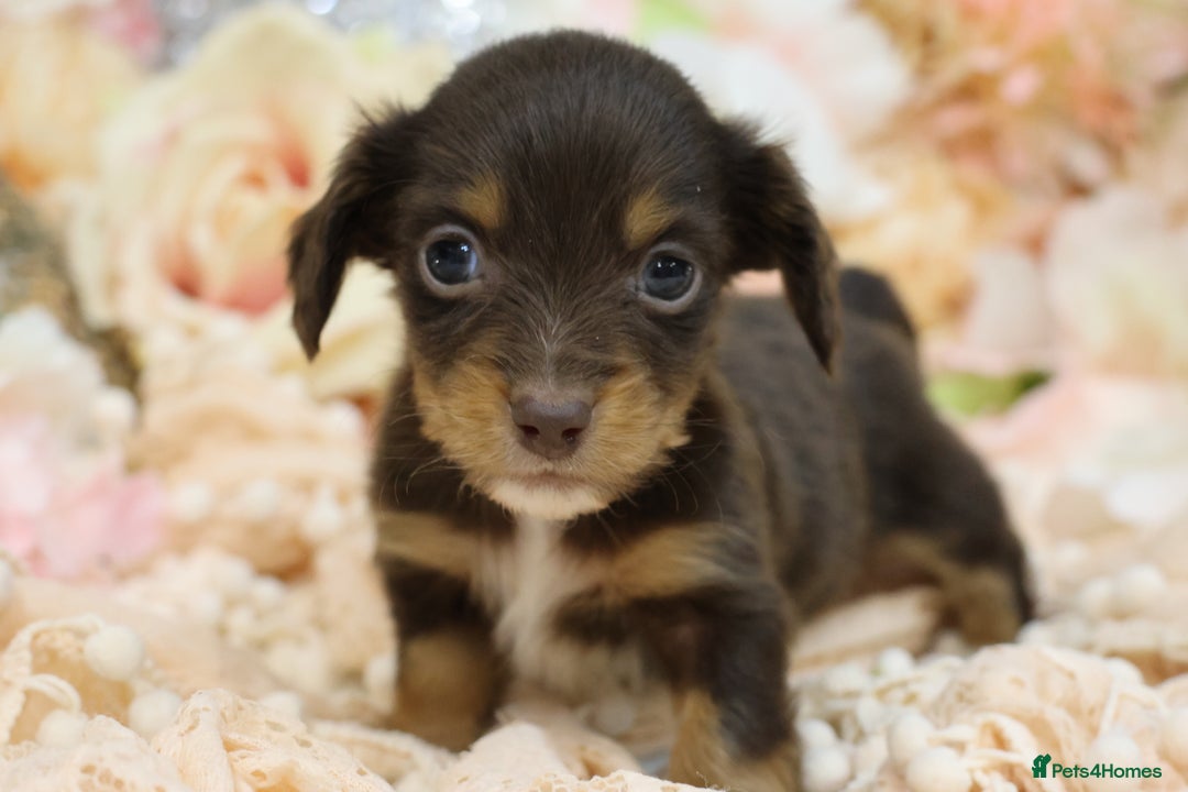 Miniature Dachshund dogs for sale: KC Longhair Miniature Dachshund Puppies - Advert 8