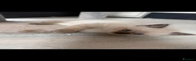 Ragdoll 3