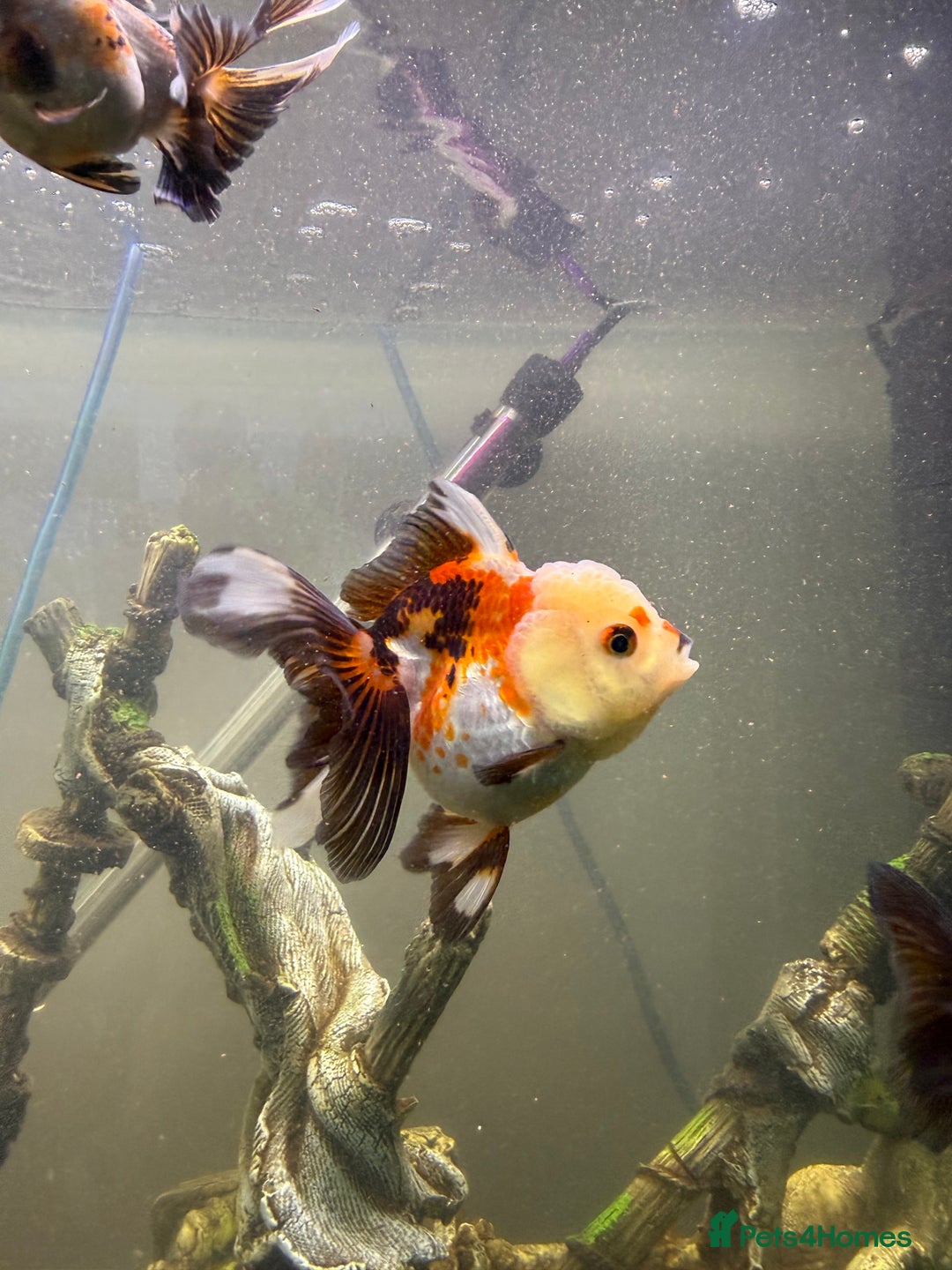 Goldfish fish for sale: Oranda goldfish  - Image 8