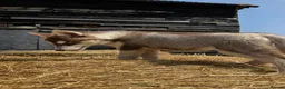 Siberian Husky dogs for sale: Beautiful Purebred Red Siberian Husky Girls - Advert 29