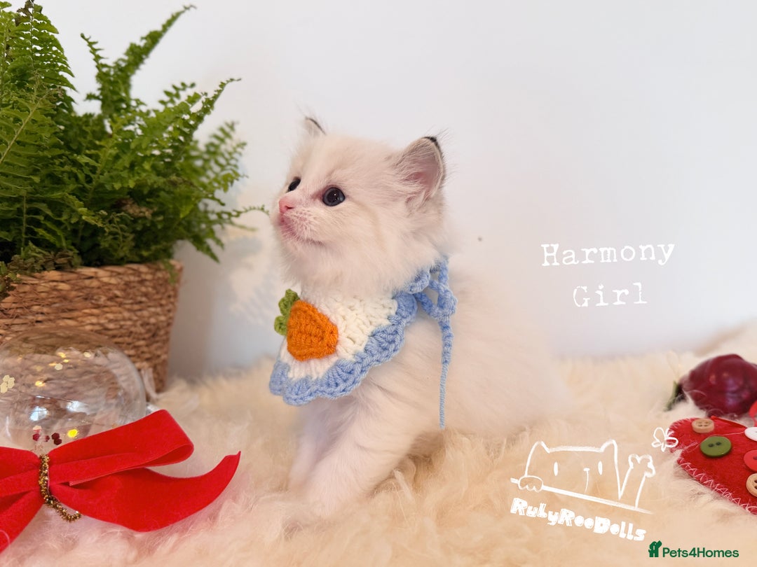 Ragdoll cats for sale: 🌟DNA Test🏆GCCF/TICA Championship Ragdoll Kitten - Advert 8