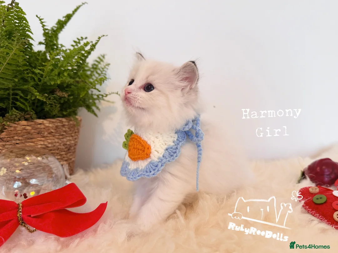 Ragdoll cats for sale: 🌟Waiting List Open🏆GCCF/TICA DNA Tested Ragdoll  - Advert 8